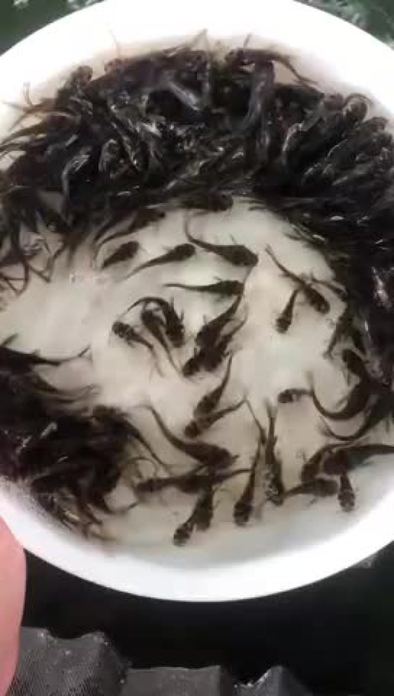 黄骨鱼苗