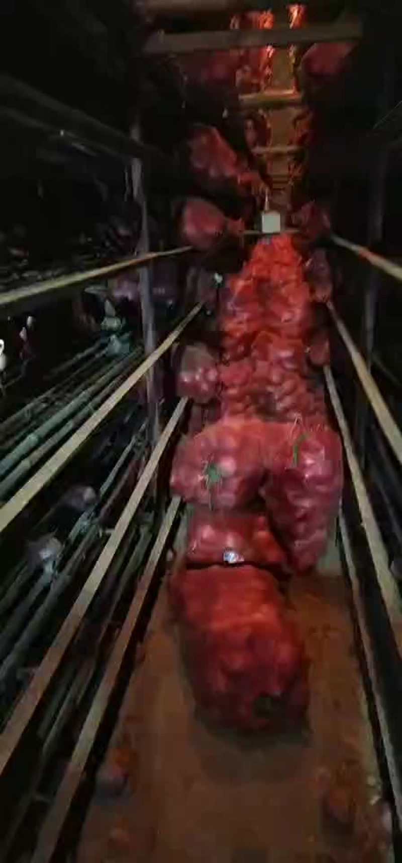 洋葱