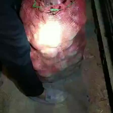 洋葱