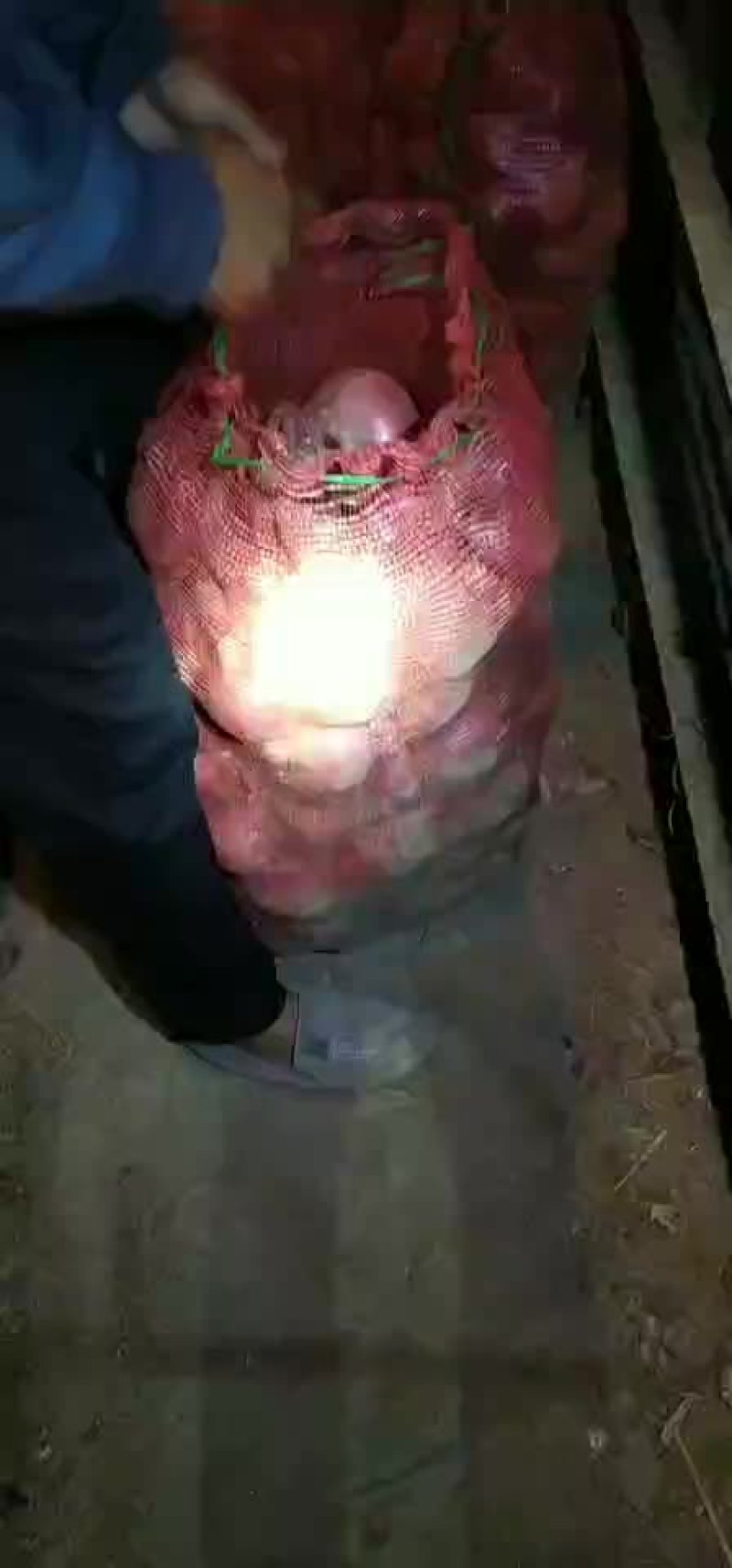 洋葱