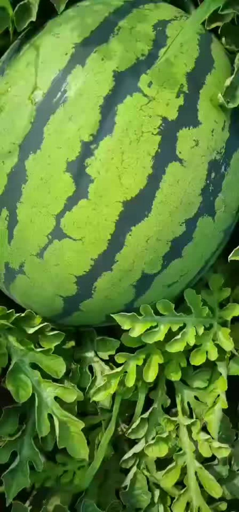东北大地雷西瓜