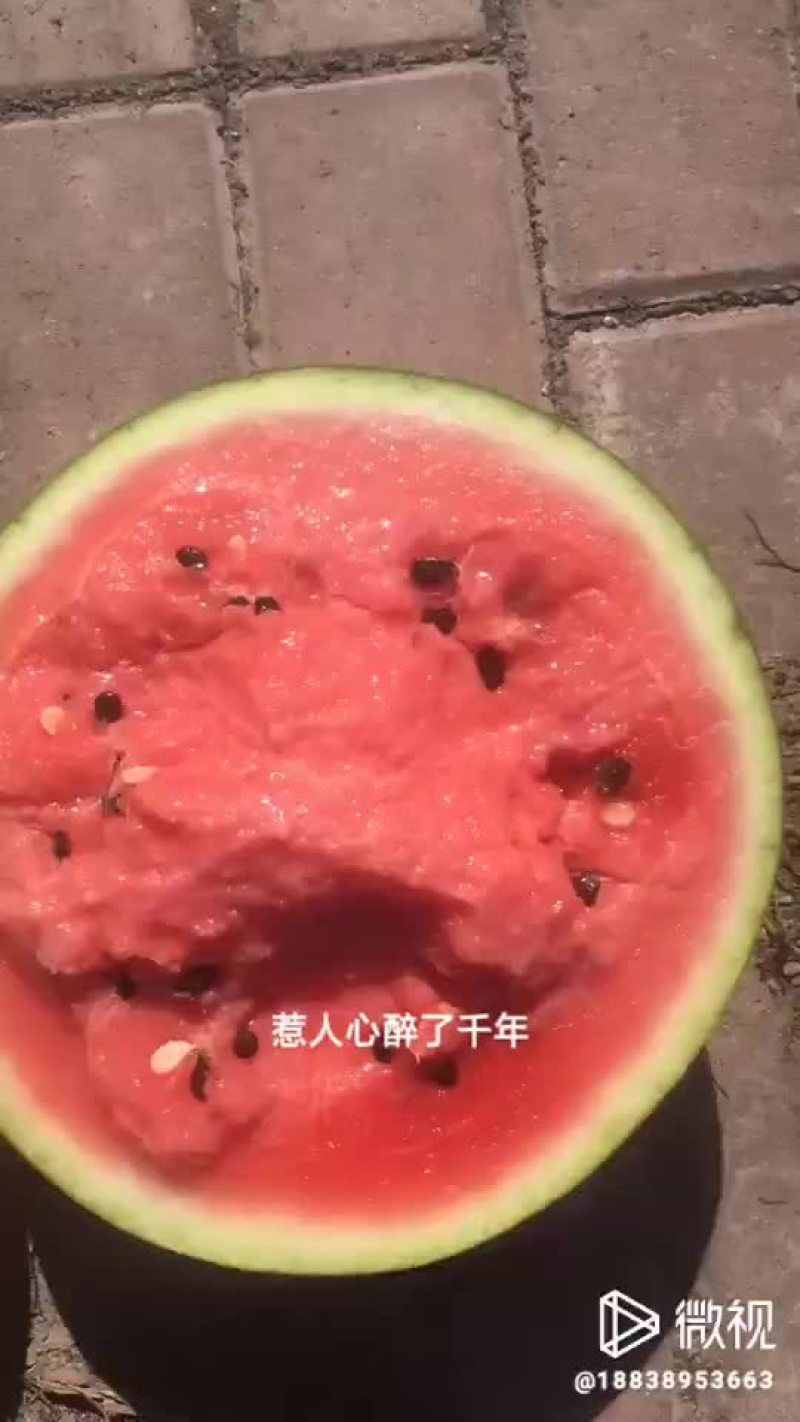 东北大地雷西瓜