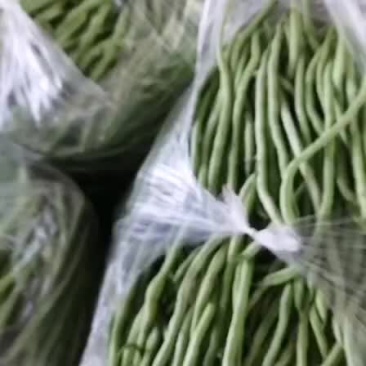 架豆王豆角无筋豆豆角四季豆