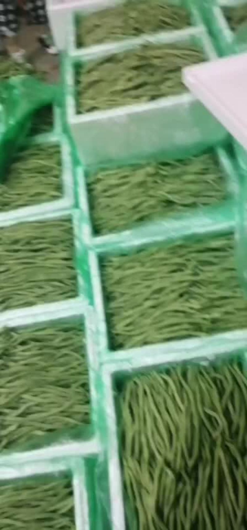 架豆王豆角无筋豆豆角四季豆