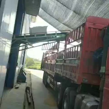 厂家直销各种稻壳