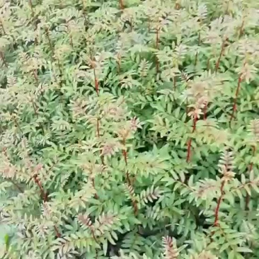 花椒苗