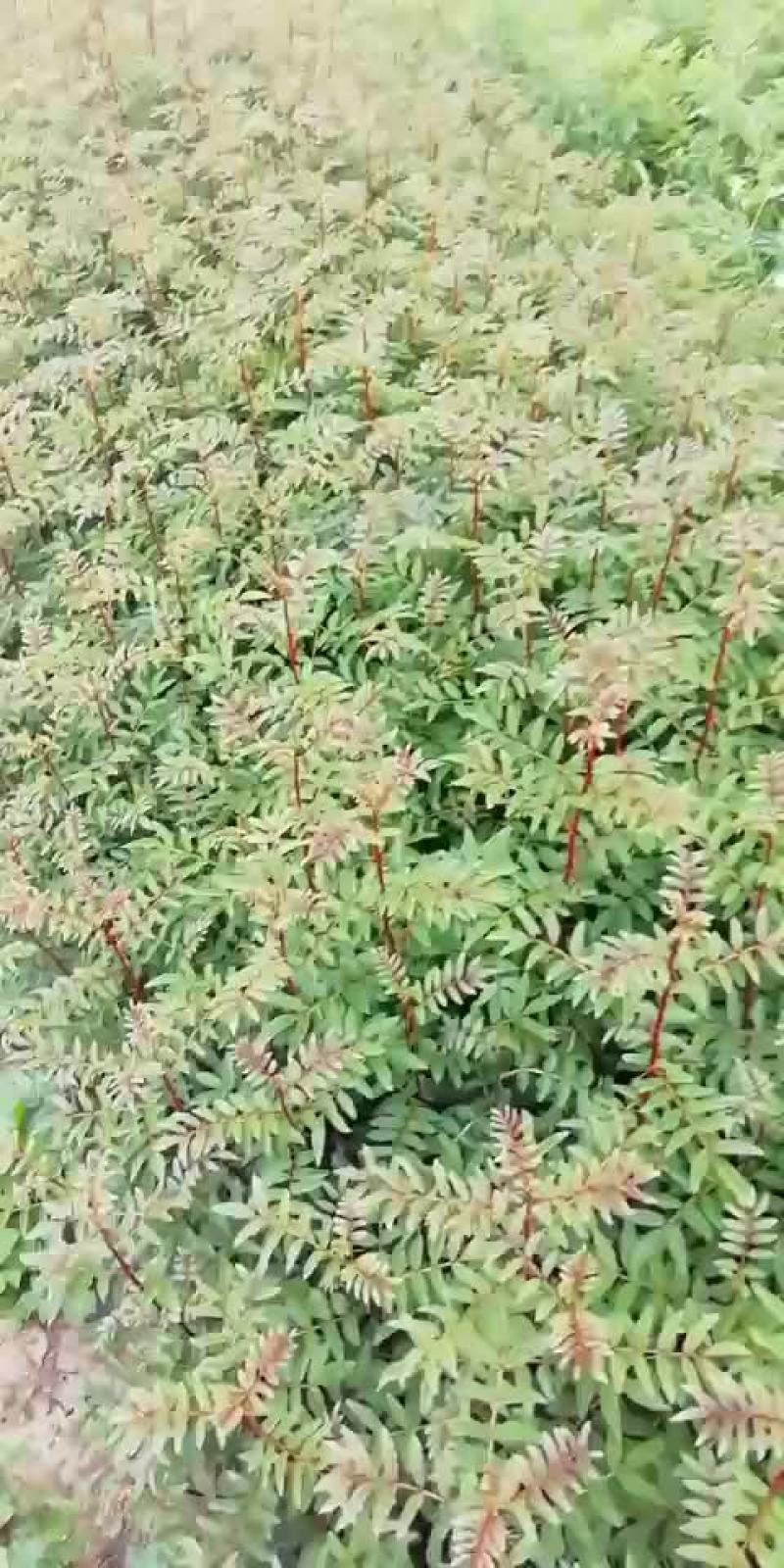 花椒苗