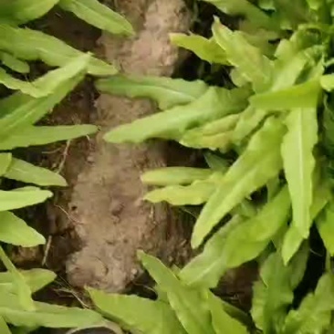 精品油麦菜