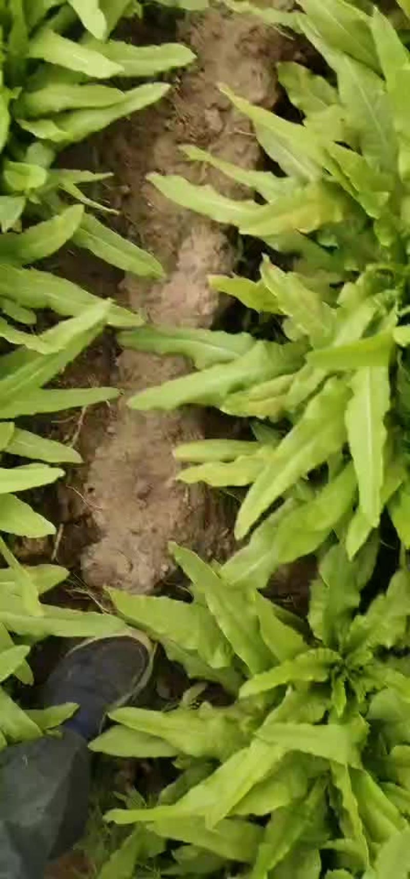 精品油麦菜