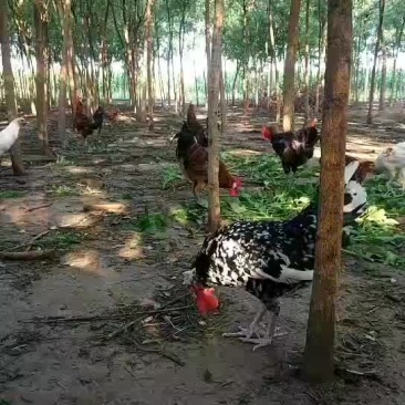 大公鸡
