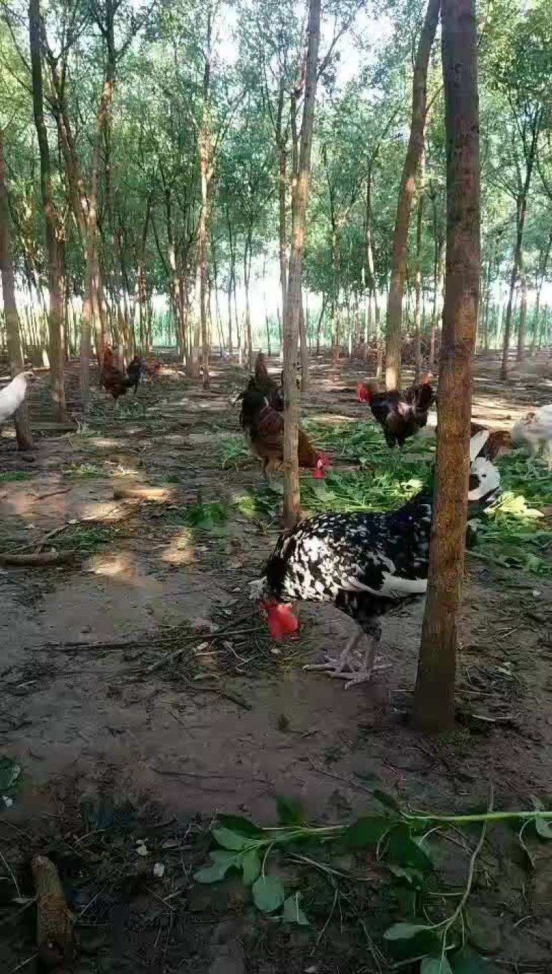 大公鸡
