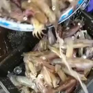 尤鱼仔