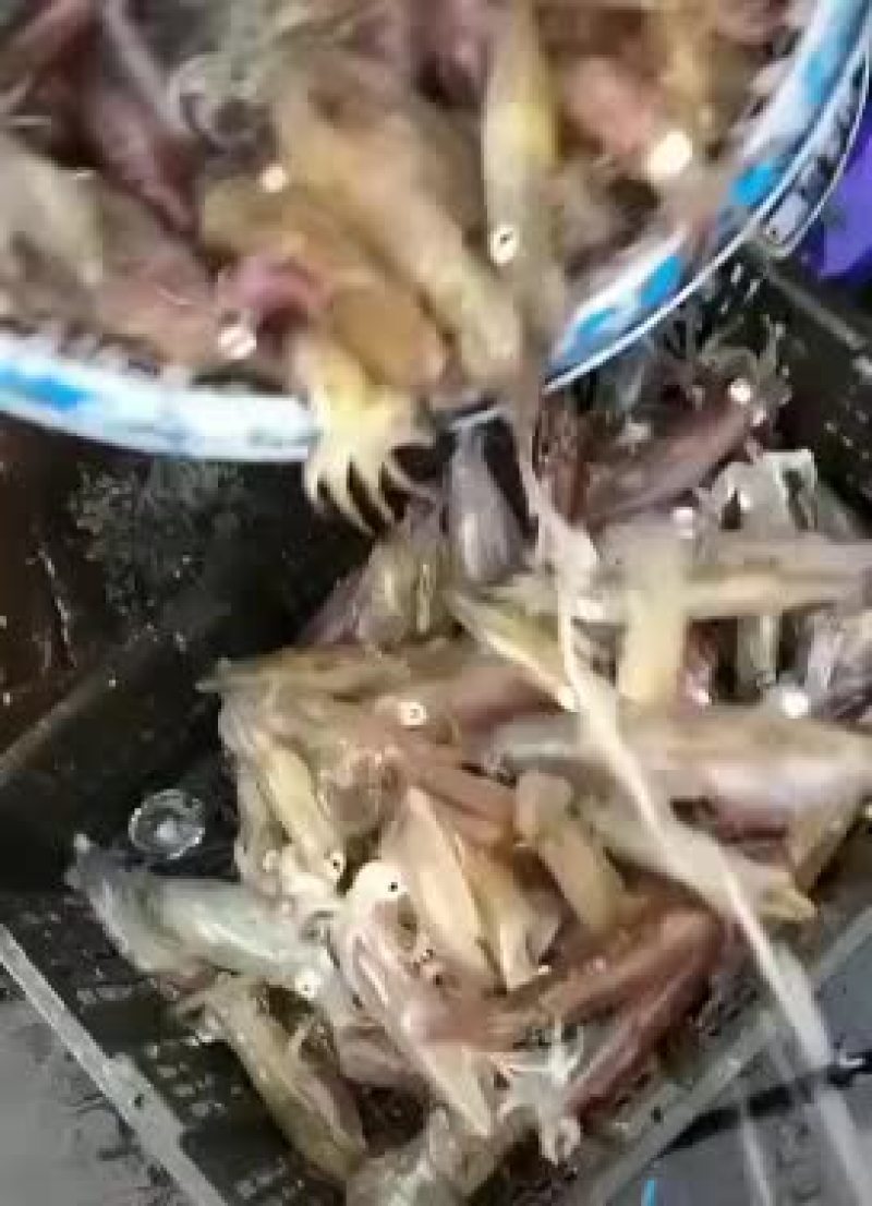 尤鱼仔
