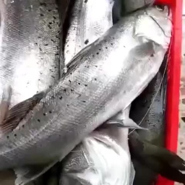 花鲈鱼