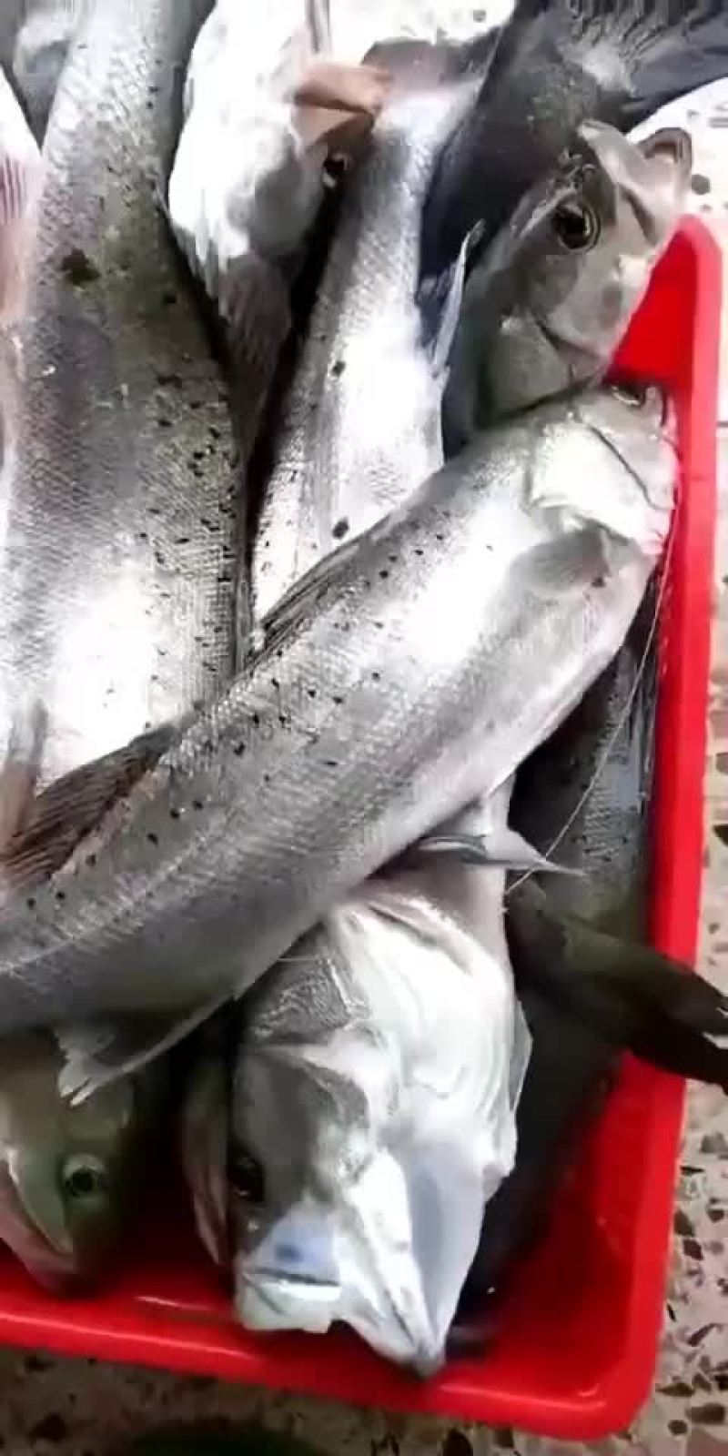 花鲈鱼