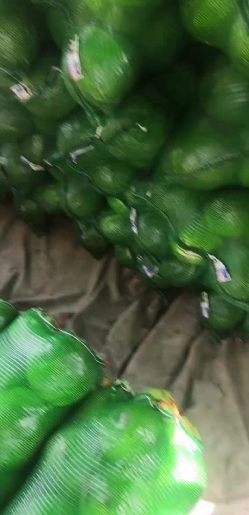 铁头圆包菜，品质优良，价格公正