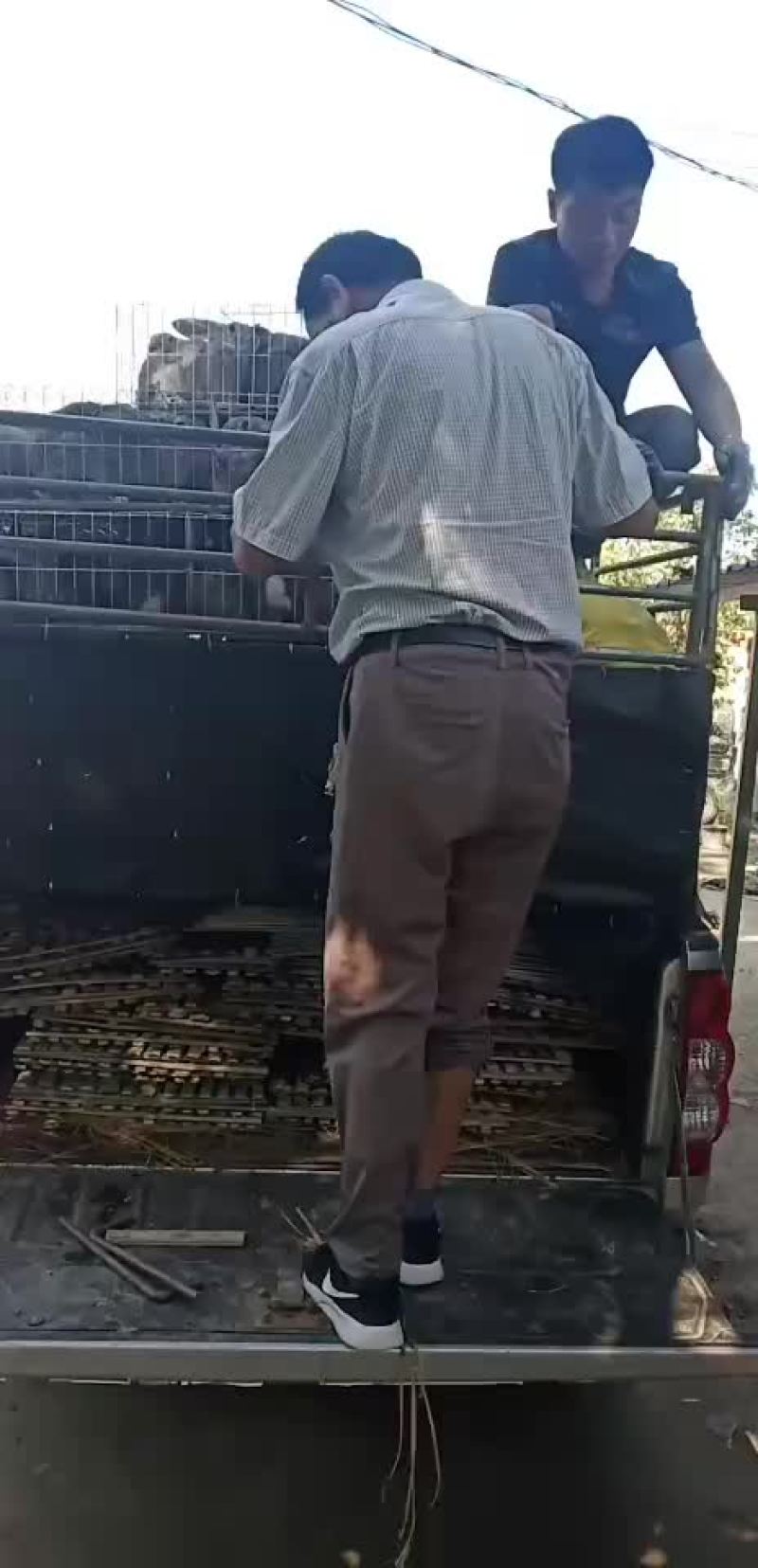 种兔养殖总场