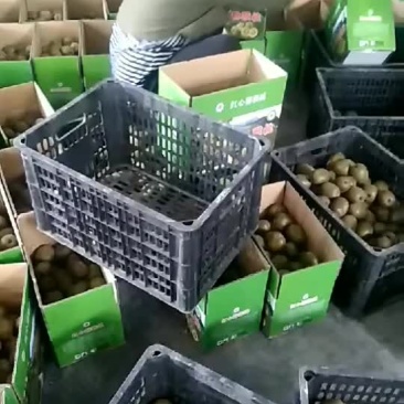 猕核桃