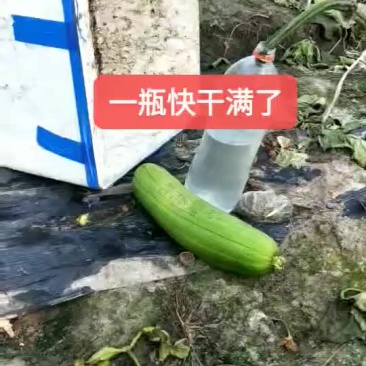 香丝瓜水原液