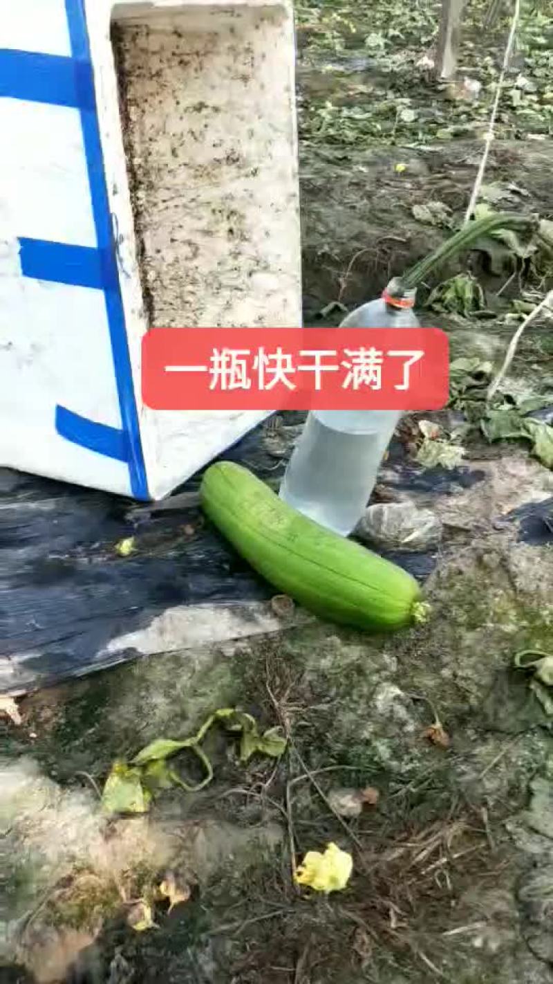香丝瓜水原液
