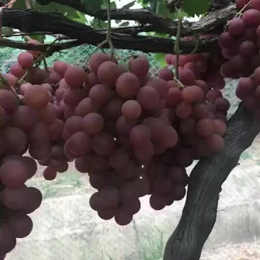 红提