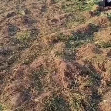 赤芍苗，知母苗