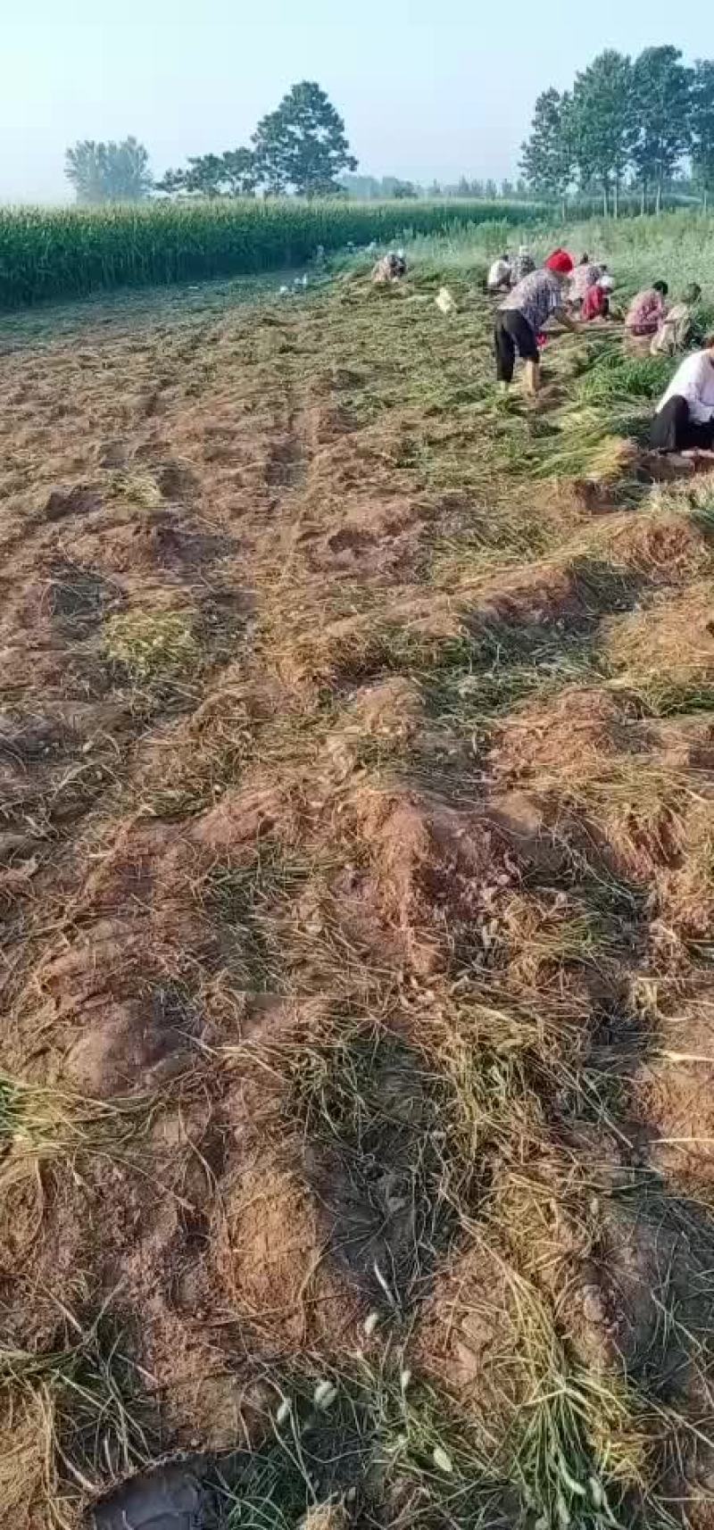 赤芍苗，知母苗