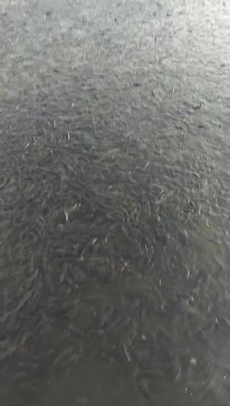草鱼
