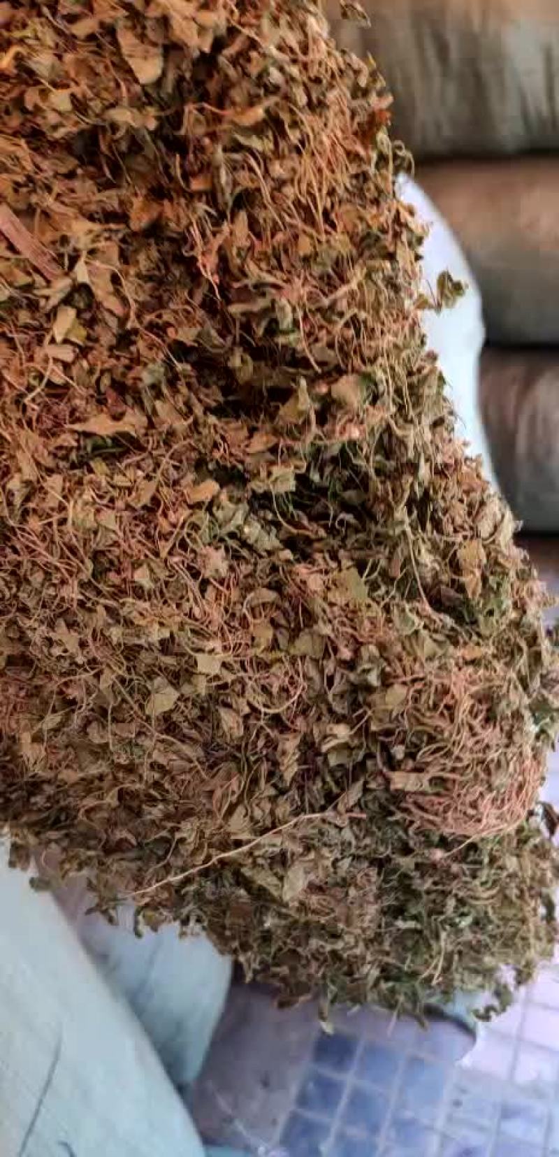 福建本地风谷草，风柜草