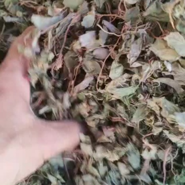 福建本地风谷草，风柜草