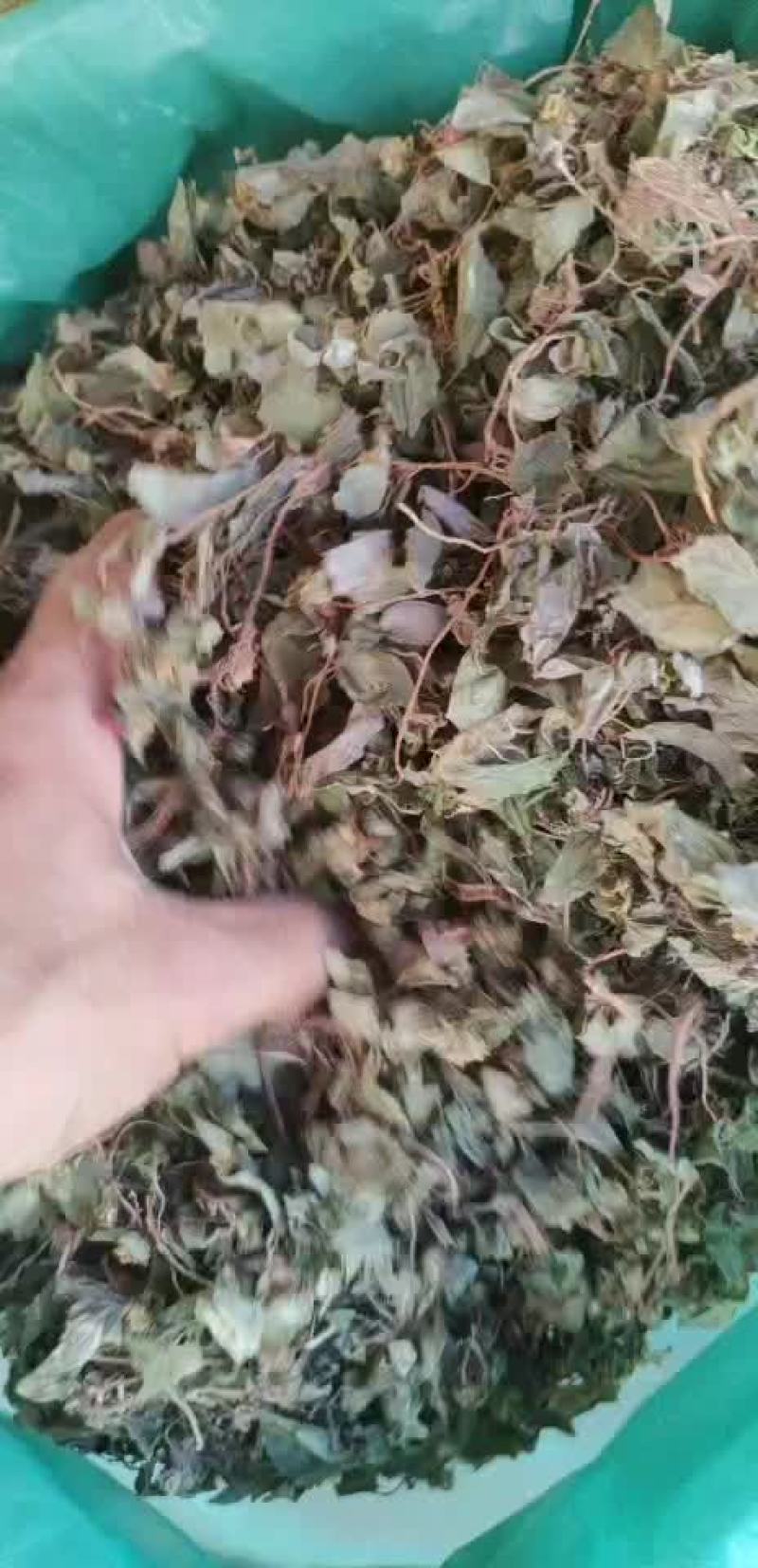 福建本地风谷草，风柜草