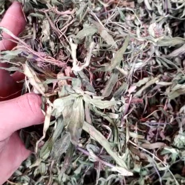 龙胆草野生龙胆草野生