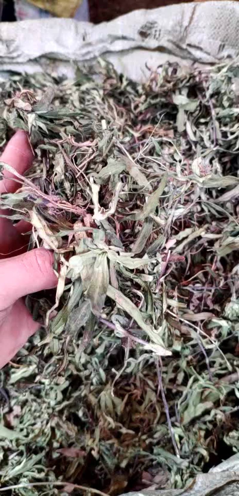 龙胆草野生龙胆草野生