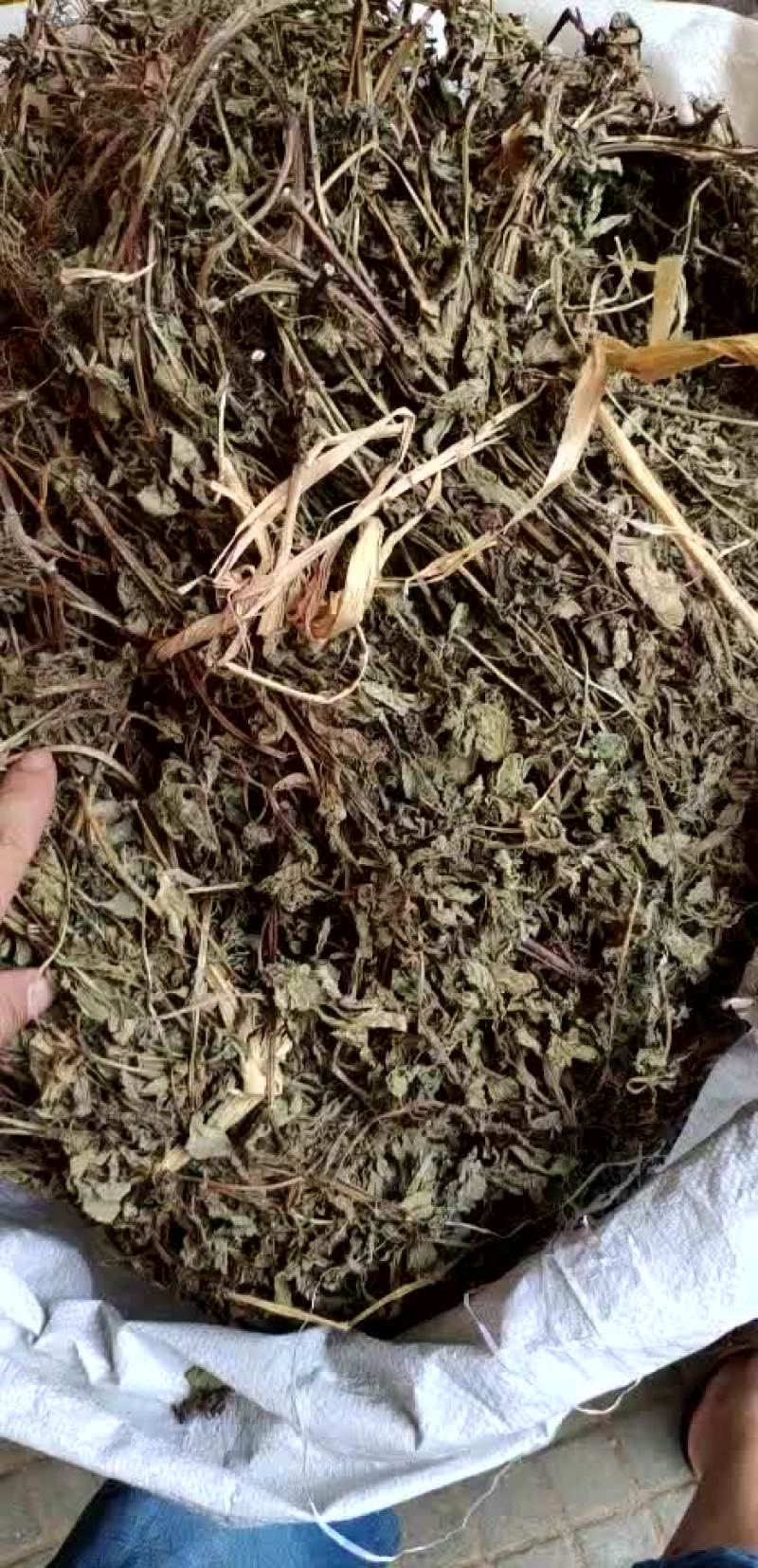 仙草