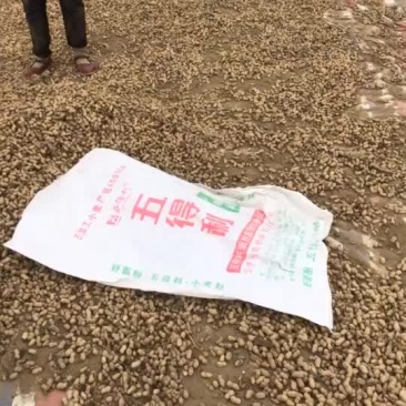 四粒红，小白沙花生干果