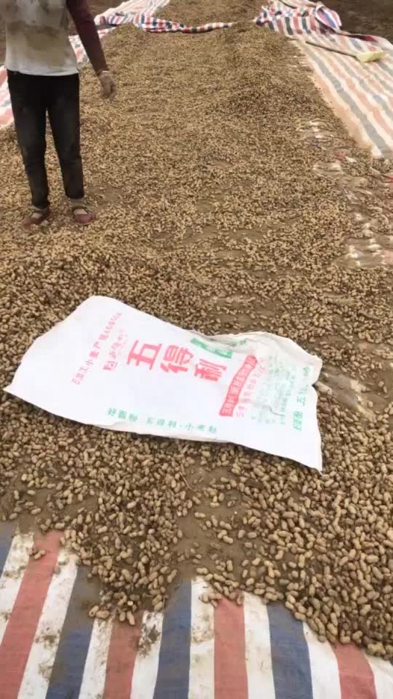 四粒红，小白沙花生干果