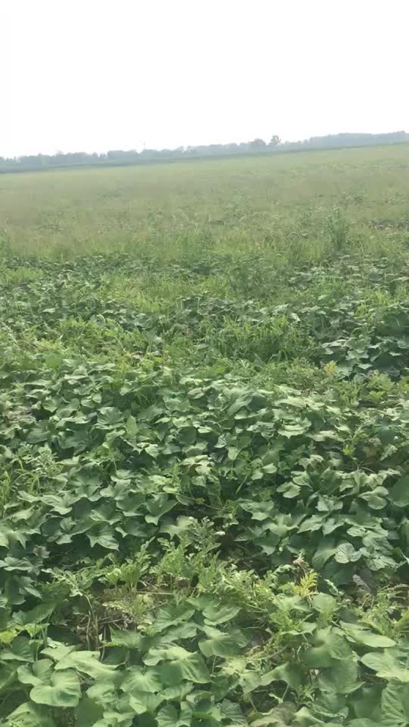 西瓜🍉