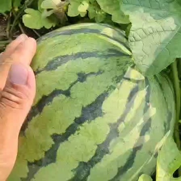 西瓜🍉