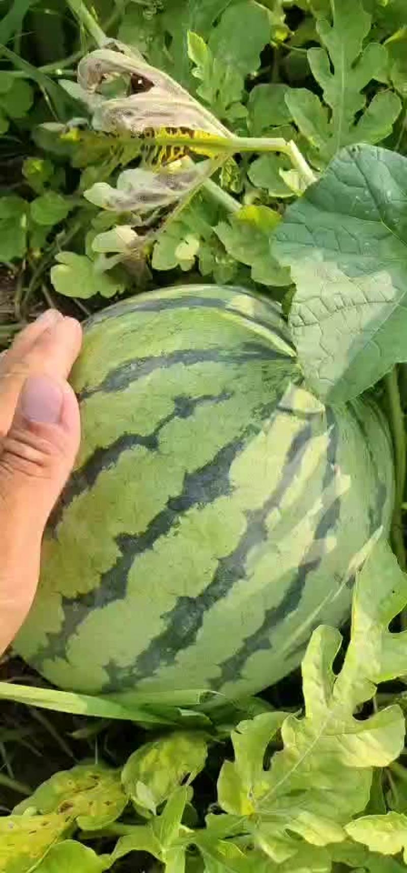 西瓜🍉