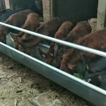 辽宁驴，肉驴驹