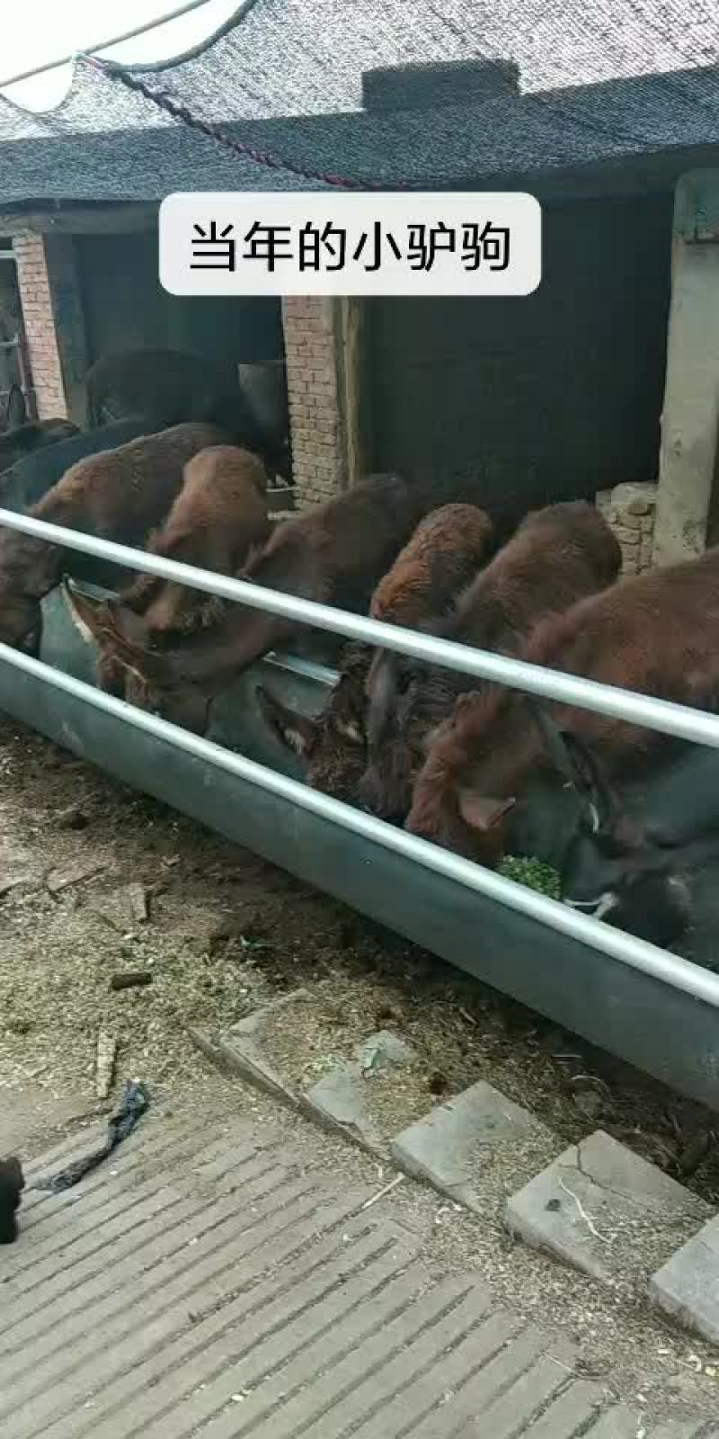 辽宁驴，肉驴驹