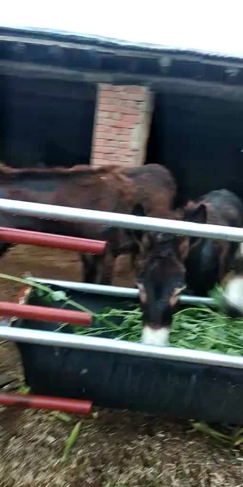 辽宁驴，肉驴驹