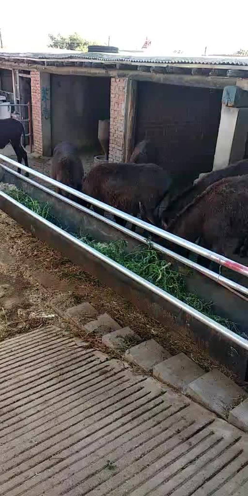 辽宁驴，肉驴驹