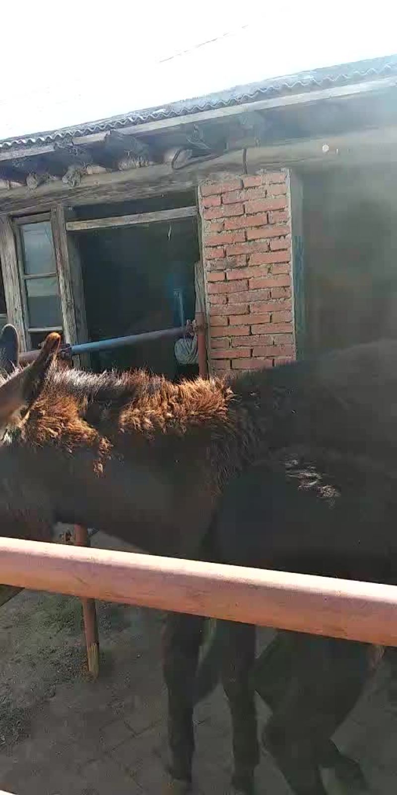 辽宁驴，肉驴驹