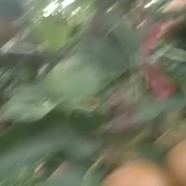 糖十郞以上是请各位老板订购