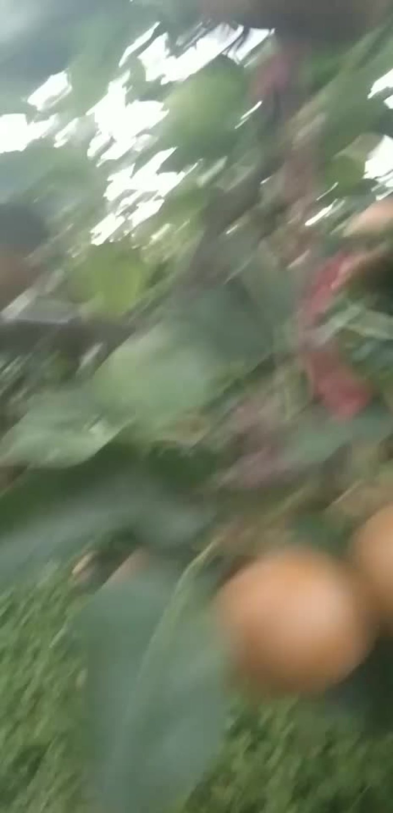 糖十郞以上是请各位老板订购