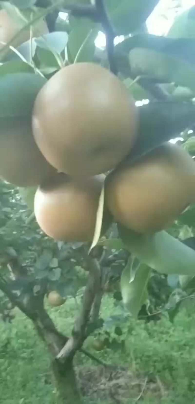 糖十郞以上是请各位老板订购