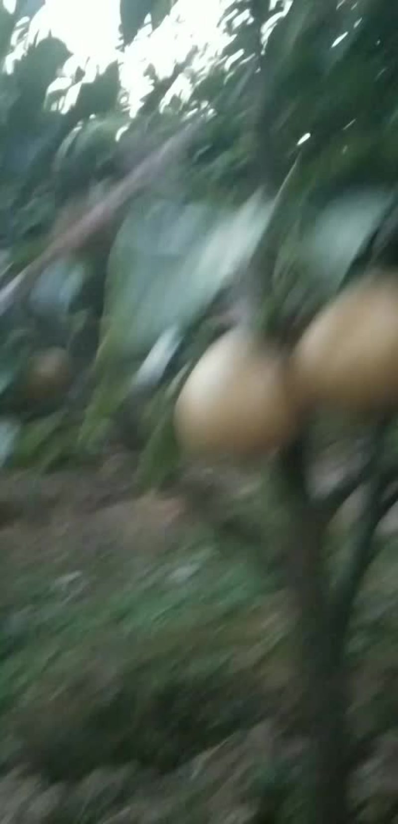 糖十郞以上是请各位老板订购