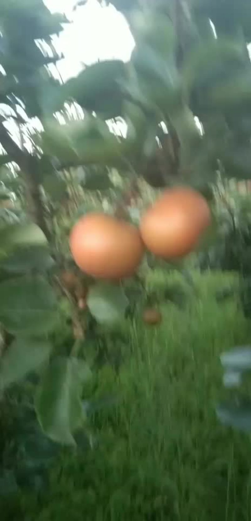 糖十郞以上是请各位老板订购