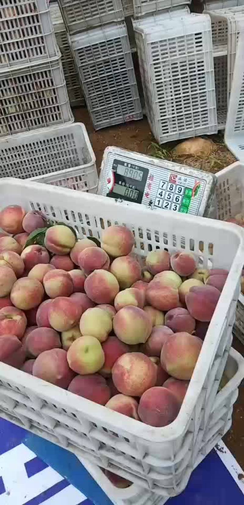 嵩山蜜桃